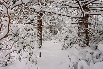 Hiking the Rohrbaugh Plains Trail to the No Name Vista, through a winter wonderland. 
Dolly Sods, Monongahela National Forest, West Virginia (Dec 31, 2017)