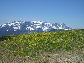 Monte Cristo behind glacier lilies