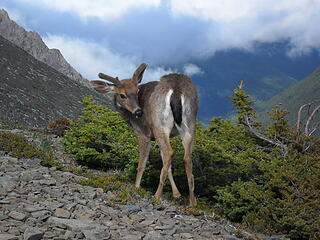 Hey there deer!