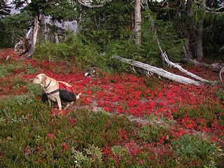 Pooch with color