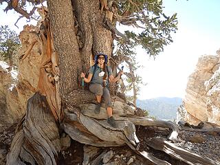 large bristlecone