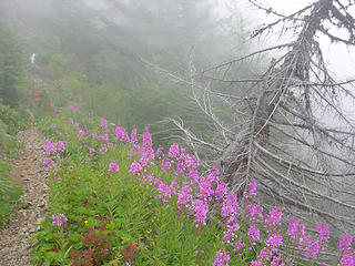 Slanted tree surrounded by Wildflowers in the fog at 4600ft/6.1 mi