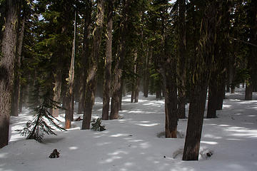 Snow through the trees