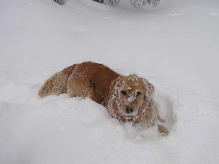 Snow mutt