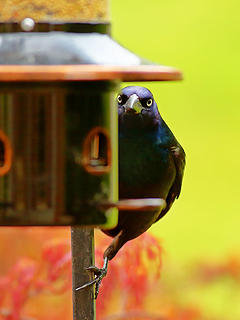 16- Common Grackle (The Shadow King)