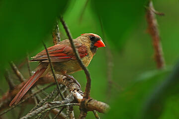 Cardinal, female