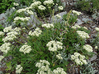 Flowers on Glacier Basin trail.