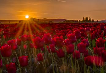 Skagit Valley tulip sunset..