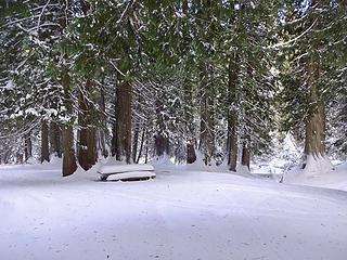 Picnic table in the ancient cedar grove on Moscow Mtn.