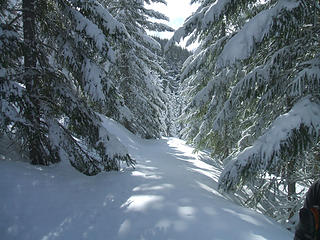 Snowy trees