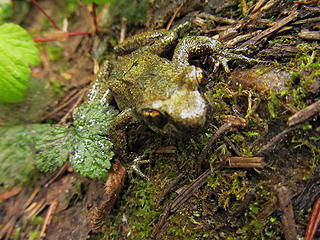 lots of frogs on the way up to Dutch Miller Gap