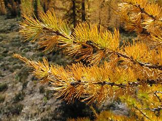 Larch closeup