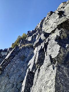 bryan in negotiations with the tree ledge