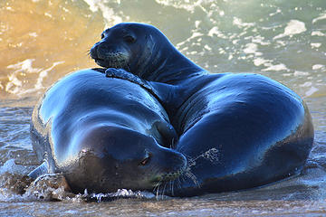 Monk seals at Poipu