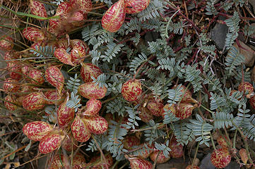 Locoweed pods3