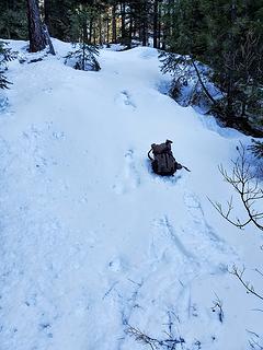 cougar bounding through the deep snow