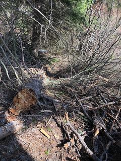 Upper Twin Lakes Trail 5/3/19