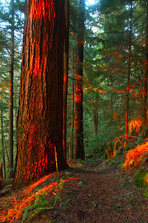 Massive Doug-Firs and Hemlocks along the lower portion of trail.