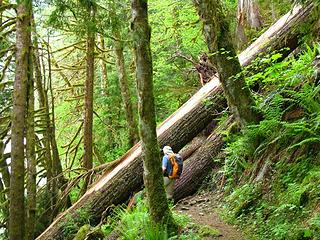 4 trees over trail to weave around