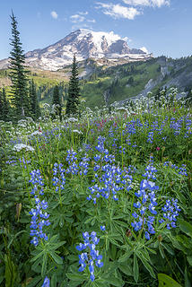 Wildflowers at Paradise, Mount Rainier