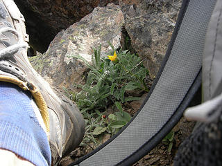 Sharing the summit with a ladybug.