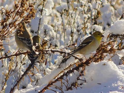 Dirtyface Goldfinch