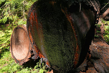 tree fungus comparison