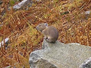 Posing Pika