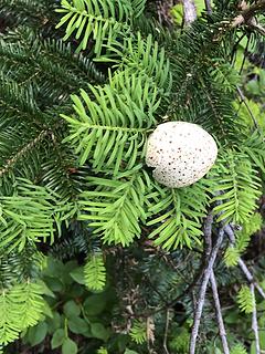 Grouse egg?