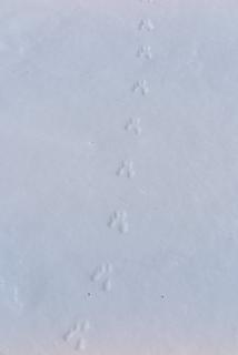 Little tracks on the crest