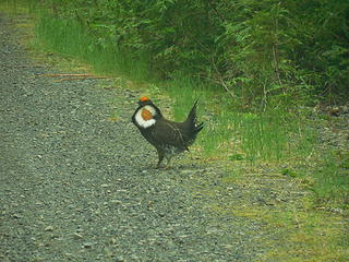SundayLake-Grouse showing its brightly colored neck feathers