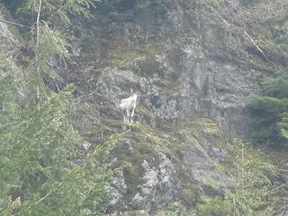 Mtn. Goat on Blue Mountain