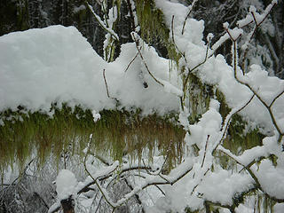 Moss and snow on branch