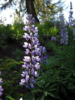 Lupine