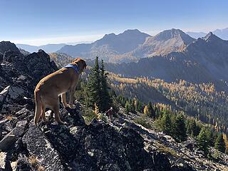 Summit dog