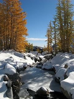 Frozen stream & larches