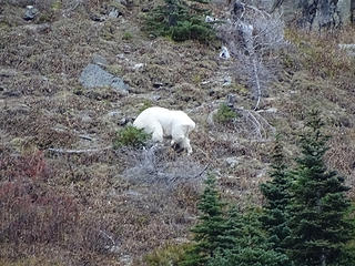 Mountain Goat above Eunice Lake and below the lookout.