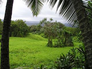 Maui Jungle