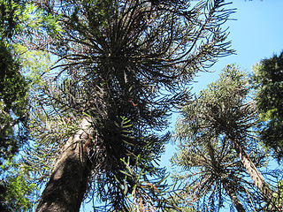 Aruacaria forest