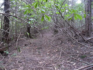 If I was three feet tall the ridge traverse would have been much easier... this is actually some of the easier brush to push through