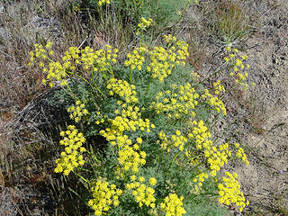 Flowers on early Yakima Skyline trail.