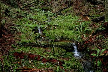 mossy stream