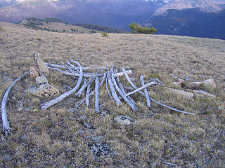 Ruins of old sheepherder's camp at 7800'.