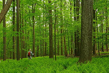 11- Amazing fern fields (selfie)