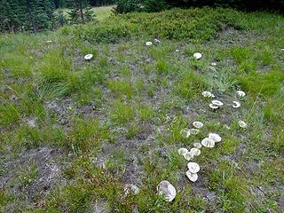 A fairy circle.