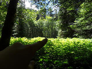 enter Hyak Camp (from downriver) through that gap in the trees (there are moss-covered puncheon bridges on both the entrance and exit to the camp area)