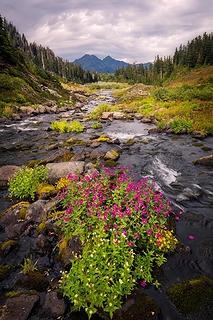 Monkeyflower etc (1 of 1)