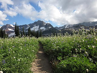 Afternoon in Cloudy Meadows