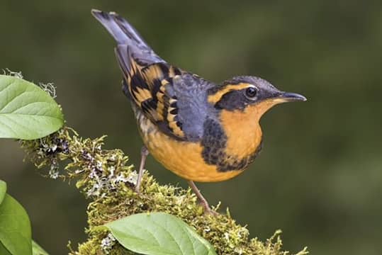 Varied thrush – the Tuvan throat singers of the bird world