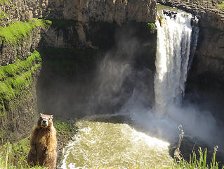 Palouse Falls Guard